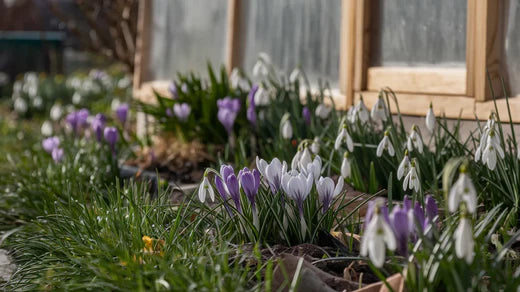 March is the perfect time to get sowing for success this summer.