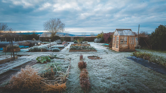 Frosty February? Not a problem for starting these seeds.
